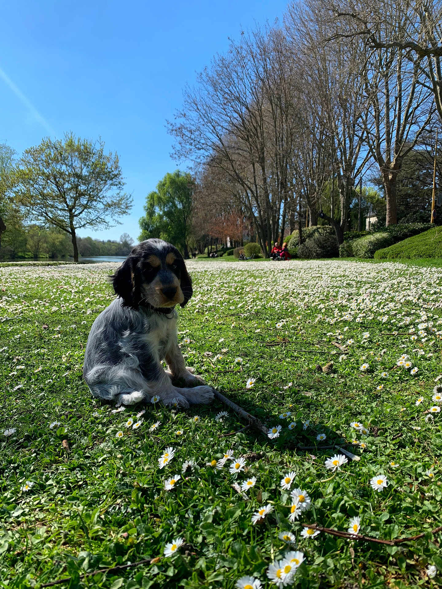 Umy a rejoint le concours — aidez-le/la à gagner de superbes lots ! puppy, dog, grass, daisies, flower, field, park, trees, sky, outdoor, nature, sunlight, spring, animal, pet, greenery, leisure, daytime, cute, young