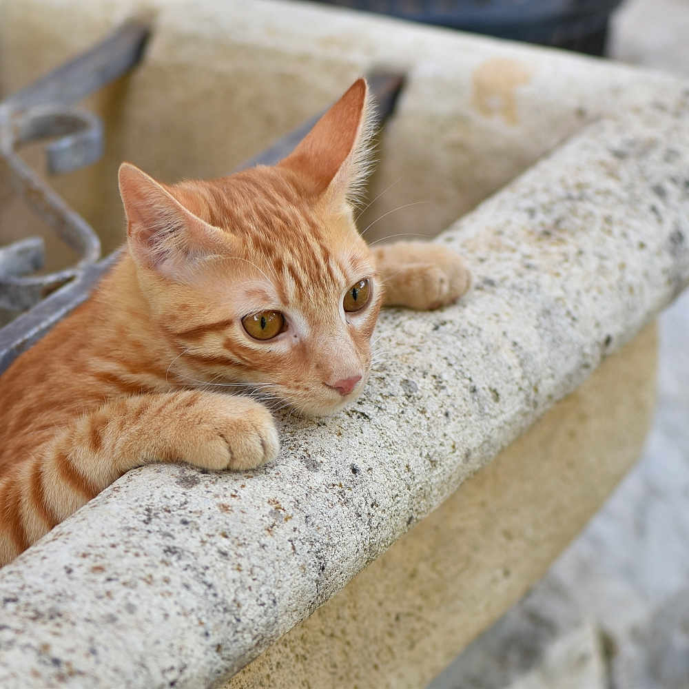 Ogui a rejoint le concours — aidez-le/la à gagner de superbes lots ! animal, cat, closeup, curious, ears, feline, ginger, kitten, looking, mammal, nature, outdoor, paws, pet, resting, stone, tabby, texture, whiskers, young