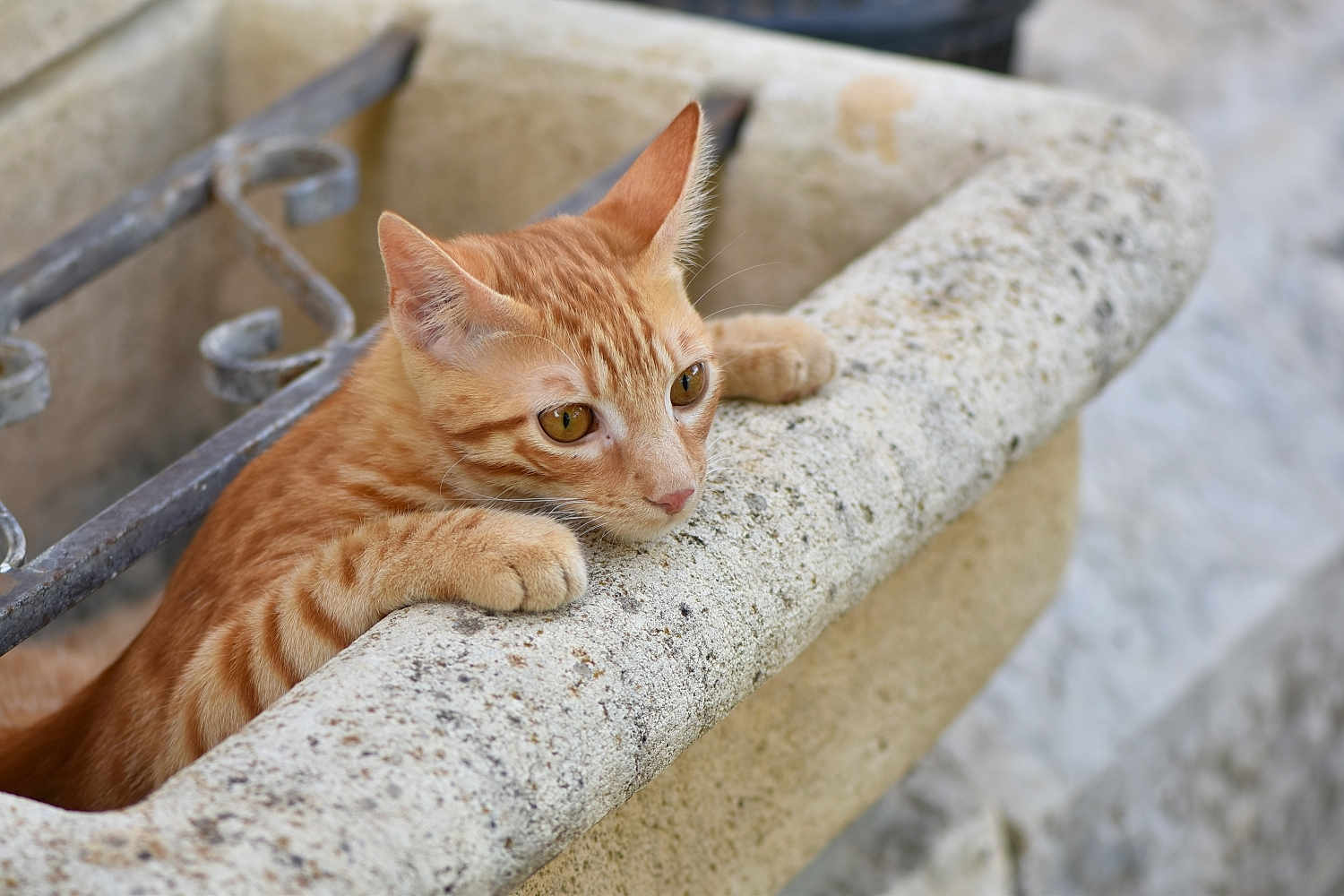 Ogui a rejoint le concours — aidez-le/la à gagner de superbes lots ! cat, kitten, ginger, tabby, curious, animal, pet, closeup, outdoor, stone, texture, ears, whiskers, paws, young, feline, mammal, looking, resting, nature