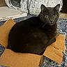 Gizmo joined the competition — help win amazing prizes! animal, black_cat, blanket, box, cardboard_box, cat, cat_bed, charcoal_cat, cozy, curious, feline, fluffy, golden_eyes, home, indoors, lying_down, pet, portrait, rug, sitting