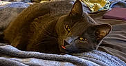 Gizmo is registered to the contest to win money with this photo: animal, bed, bedding, bedroom, blanket, cat, cozy, ears, feline, fur, gray_cat, indoor, lying_down, pet, portrait, relaxed, sleepy, tongue_out, whiskers, yellow_eyes