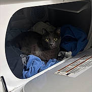 Gizmo joined the competition — help win amazing prizes! animal, blue_towel, cat, curious, feline, front_loading_washer, fur, gray_cat, home, household_appliance, indoors, laundry, lounging, pet, portrait, sitting, towels, washing_machine, wide_eyed, yellow_eyes