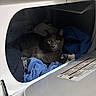 animal, blue_towel, cat, curious, feline, front_loading_washer, fur, gray_cat, home, household_appliance, indoors, laundry, lounging, pet, portrait, sitting, towels, washing_machine, wide_eyed, yellow_eyes