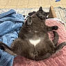 Gizmo is registered to the contest to win money with this photo: belly_up, blanket, blue_blanket, cat, couch, funny_pose, furry, game_controller, gray_cat, green_eyes, indoor, living_room, lying_down, pet, pink_blanket, playful, portrait, relaxed, tile_floor, whiskers