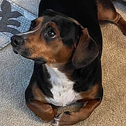 Captain Hook joined the competition — help win amazing prizes! animal, appenzeller, beagle, boxer, bulldog, canine, dog, dogbed, door, hound, labradorretriever, mat, pet, pointer, puppy, snout
