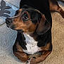 animal, appenzeller, beagle, boxer, bulldog, canine, dog, dogbed, door, hound, labradorretriever, mat, pet, pointer, puppy, snout