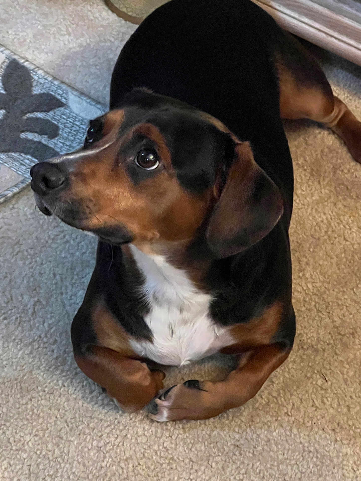 Captain Hook joined the competition — help win amazing prizes! animal, appenzeller, beagle, boxer, bulldog, canine, dog, dogbed, door, hound, labradorretriever, mat, pet, pointer, puppy, snout
