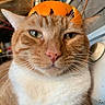 Leo joined the competition — help win amazing prizes! cat, ginger_cat, orange_peel, hat, closeup, whiskers, indoor, pet, animal, face, fur, cute, funny, expression, orange, white_fur, domestic_cat, portrait, headwear, eyes