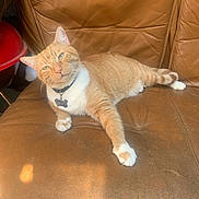 Leo joined the competition — help win amazing prizes! cat, orange_cat, white_cat, pet, feline, collar, name_tag, leather_chair, indoor, sunlight, relaxed, lounging, paw, whiskers, ears, fur, animal, domestic, resting, comfortable
