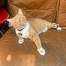 cat, orange_cat, white_cat, pet, feline, collar, name_tag, leather_chair, indoor, sunlight, relaxed, lounging, paw, whiskers, ears, fur, animal, domestic, resting, comfortable