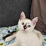 Angel a rejoint le concours — aidez-le/la à gagner de superbes lots ! kitten, cat, white_fur, blue_eyes, animal, pet, lying_down, relaxed, cute, portrait, indoors, blanket, bed, fabric, patterned_background, ears, whiskers, tail, fluffy, young_cat