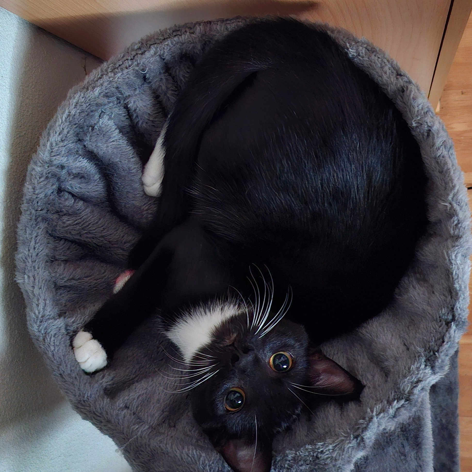 Sahdow participe au concours pour gagner de l'argent avec cette photo : animal, black_and_white, cat, cozy, curled_up, cute, domestic_cat, feline, floor, fur, indoor, looking_up, paw, pet_bed, relaxed, resting, soft_texture, tuxedo_cat, whiskers, wooden_floor