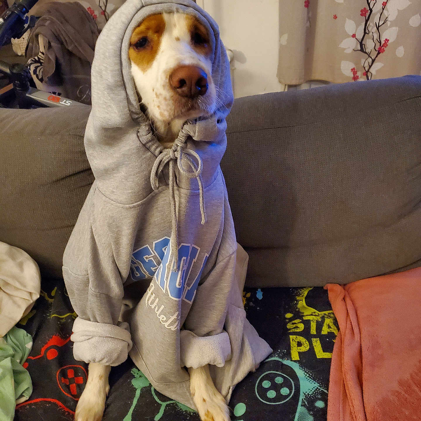 Chouchou participe au concours pour gagner de l'argent avec cette photo : animal, architecture, blanket, building, canine, clothing, couch, dog, furniture, hat, hood, hoodie, hound, indoors, knitwear, livingroom, pet, room, sweater, sweatshirt