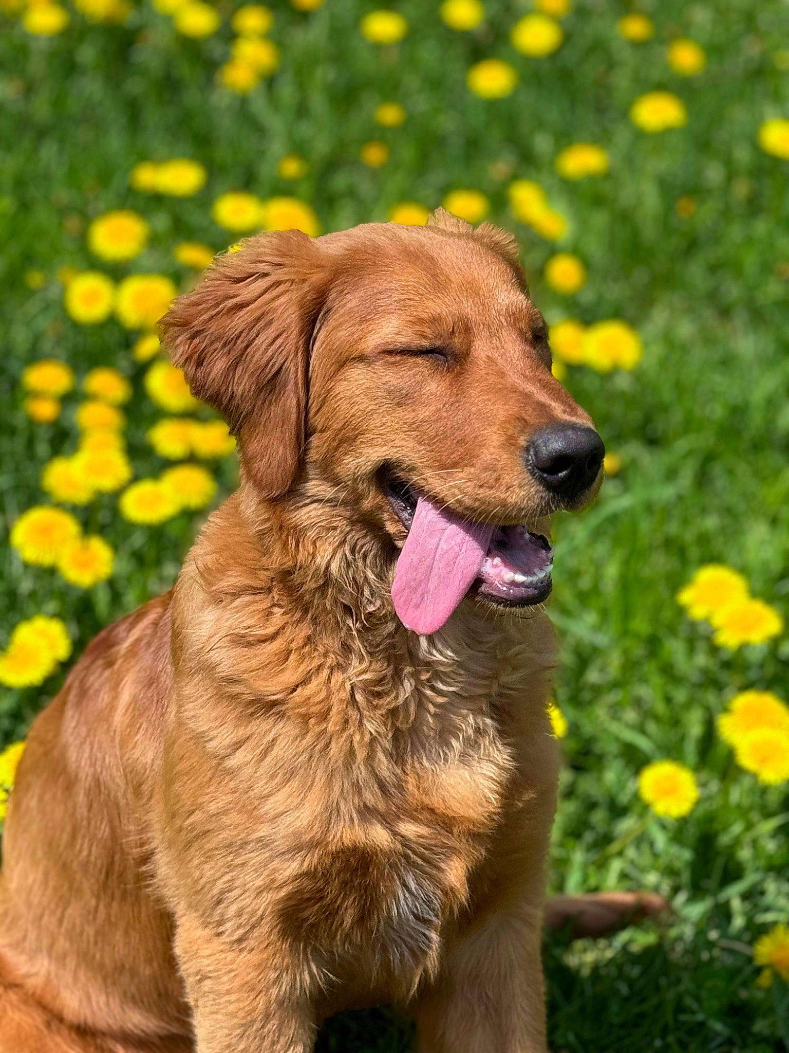 Loki is registered to the contest to win money with this photo: annual_plant, canidae, carnivore, collar, companion_dog, dog, dog_breed, fawn, flower, grass, groundcover, gun_dog, herbaceous_plant, people_in_nature, plant, snout, sporting_group, terrestrial_animal, working_animal, yellow