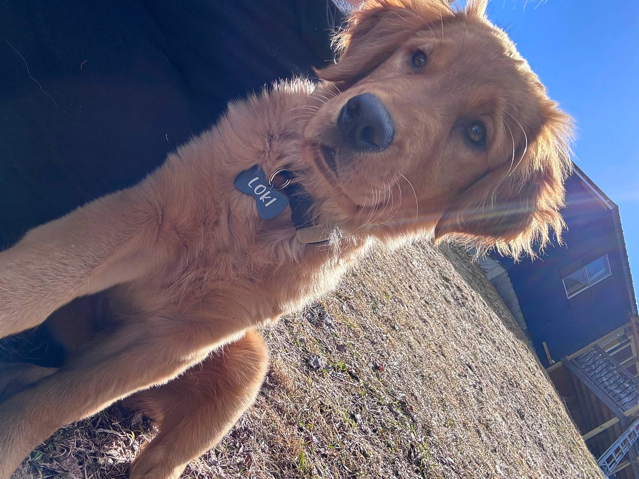 Loki is registered to the contest to win money with this photo: camelid, canidae, companion_dog, dog_breed, electric_blue, fawn, foot, fur, human_leg, jaw, landscape, livestock, pack_animal, snout, sporting_group, terrestrial_animal, working_animal