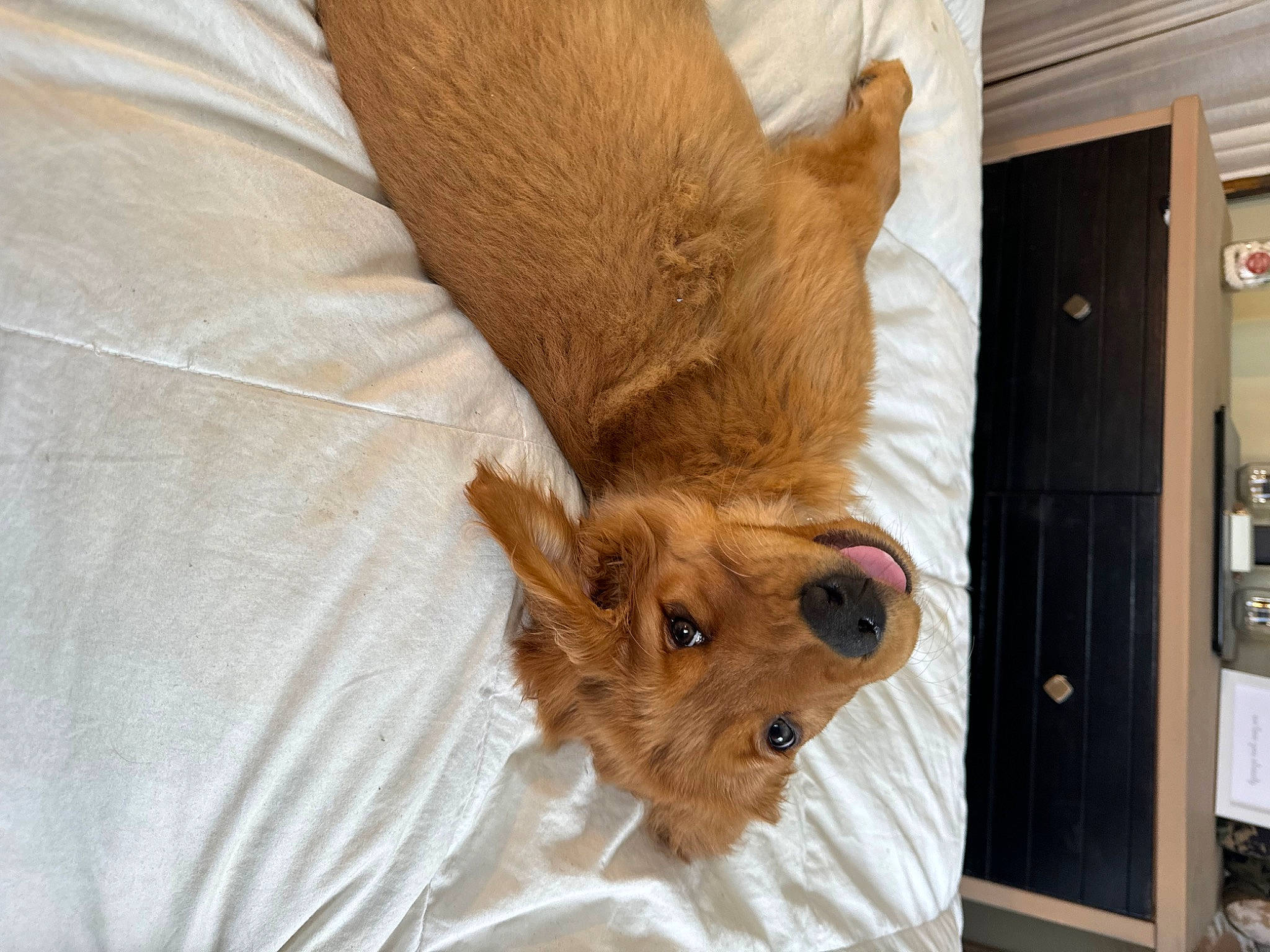 Loki joined the competition — help win amazing prizes! canidae, carnivore, comfort, dog_breed, domestic_short_haired_cat, fawn, felidae, fur, hardwood, liver, natural_material, rodent, small_to_medium_sized_cats, snout, sporting_group, tail, terrestrial_animal, whiskers, wood, working_animal