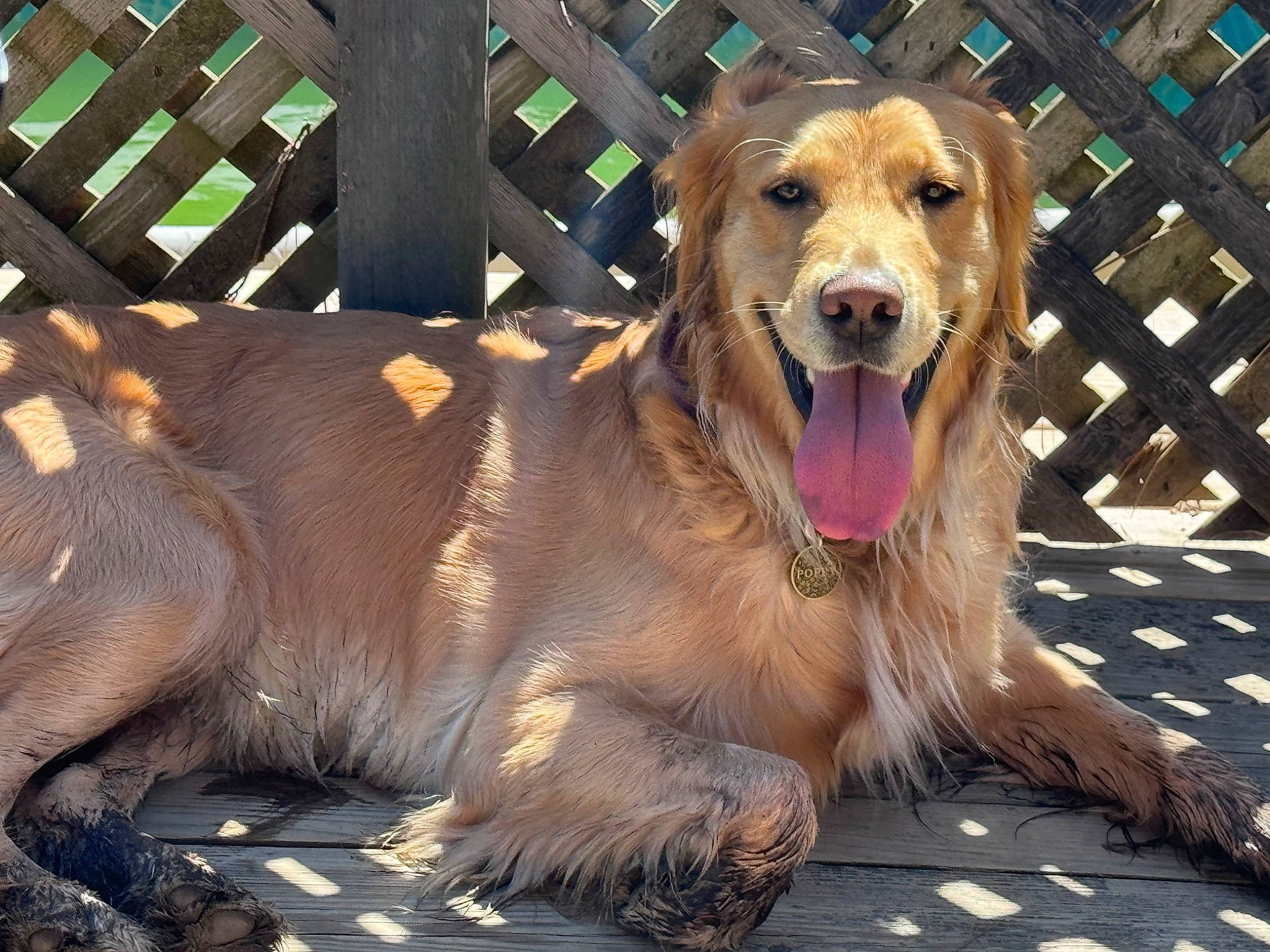 Poppy is registered to the contest to win money with this photo: ancient_dog_breeds, carnivore, collar, companion_dog, dog, dog_breed, fang, fence, fur, golden_retriever, gun_dog, paw, pet_supply, retriever, snout, sporting_group, street_dog, terrestrial_animal, whiskers, working_dog