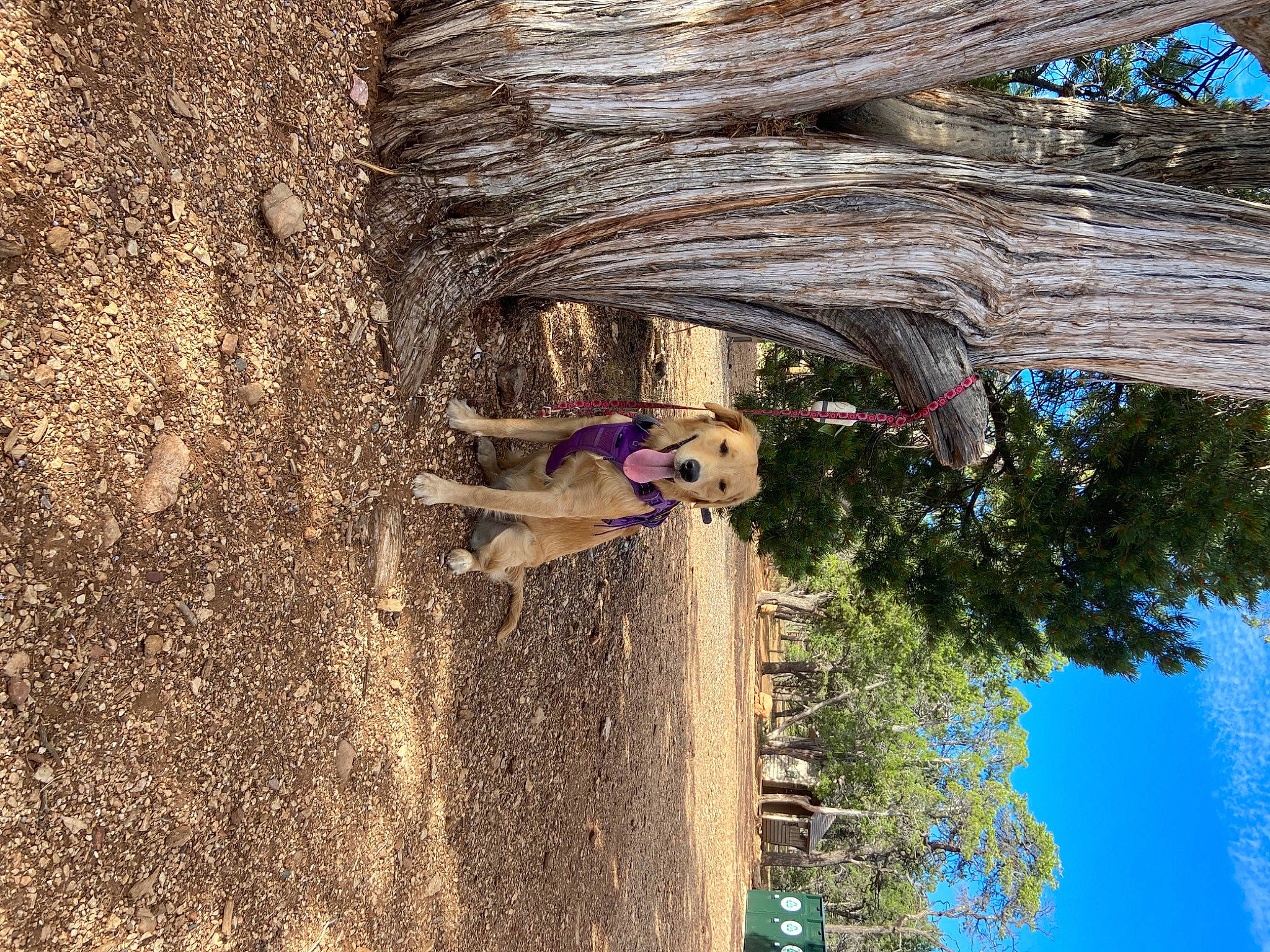 Poppy is registered to the contest to win money with this photo: adventure, arecales, fun, grass, landscape, leisure, magenta, people_in_nature, plant, plant_stem, recreation, shadow, sky, tints_and_shades, tree, trunk, vacation, water, wood, woody_plant
