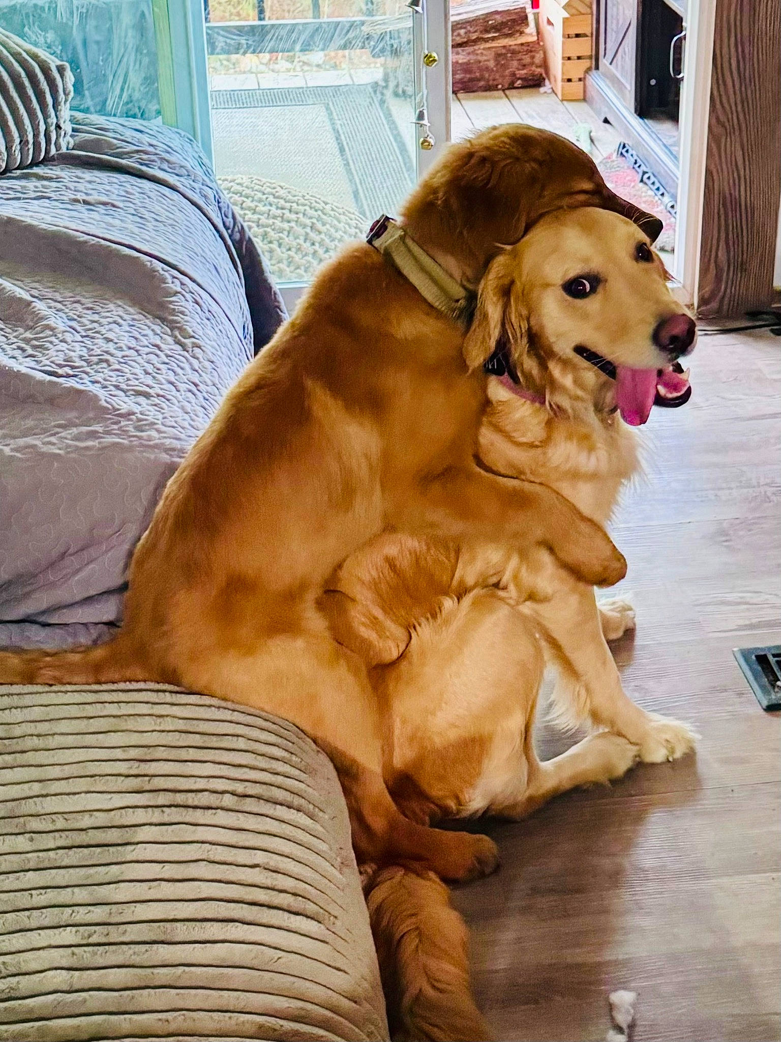 Poppy is registered to the contest to win money with this photo: canidae, carnivore, collar, comfort, companion_dog, dog, dog_breed, dog_collar, dog_supply, fawn, flooring, fur, gun_dog, hardwood, liver, retriever, snout, sporting_group, wood, working_animal