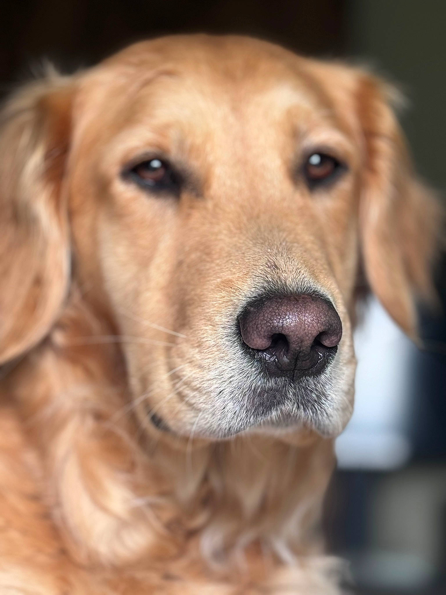 Poppy is registered to the contest to win money with this photo: canidae, carnivore, close_up, companion_dog, dog, dog_breed, ear, eye, fawn, fur, gun_dog, head, labrador_retriever, liver, retriever, snout, sporting_group, terrestrial_animal, whiskers, working_animal