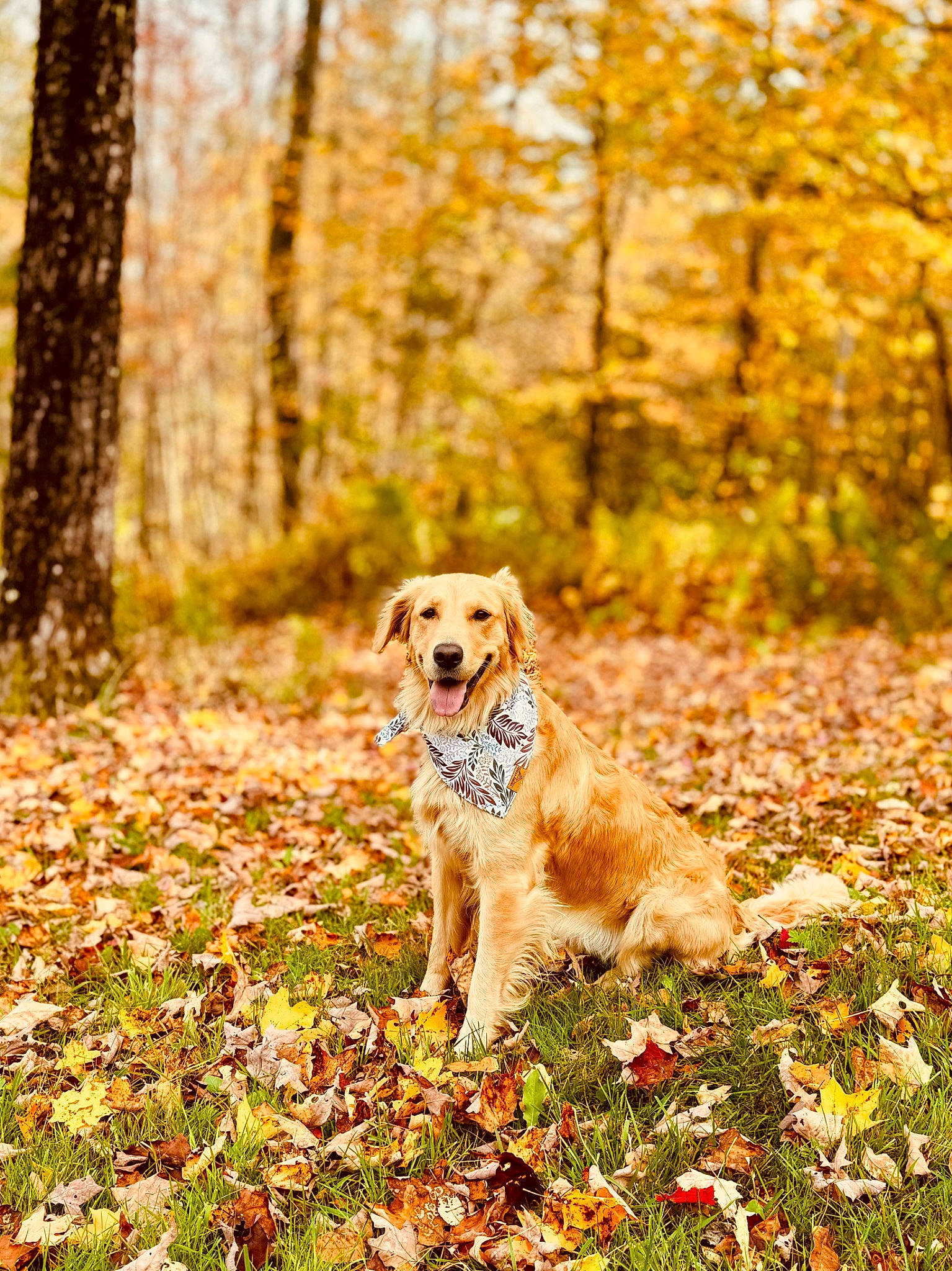 Poppy is registered to the contest to win money with this photo: carnivore, companion_dog, deciduous, dog, dog_breed, fawn, flower, forest, grass, landscape, leaf, natural_landscape, people_in_nature, plant, tail, temperate_broadleaf_and_mixed_forest, tree, trunk, wood, woodland