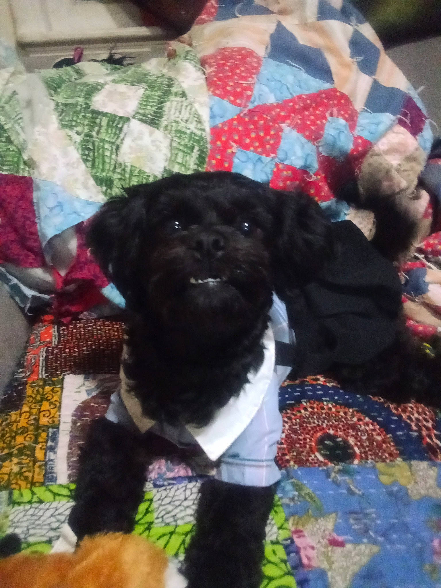 Dixieann is registered to the contest to win money with this photo: carnivore, collar, companion_dog, dog, dog_breed, dog_clothes, dog_collar, dog_supply, fawn, linens, magenta, pattern, pet_supply, plant, pug, snout, sporting_group, textile, toy_dog, working_animal