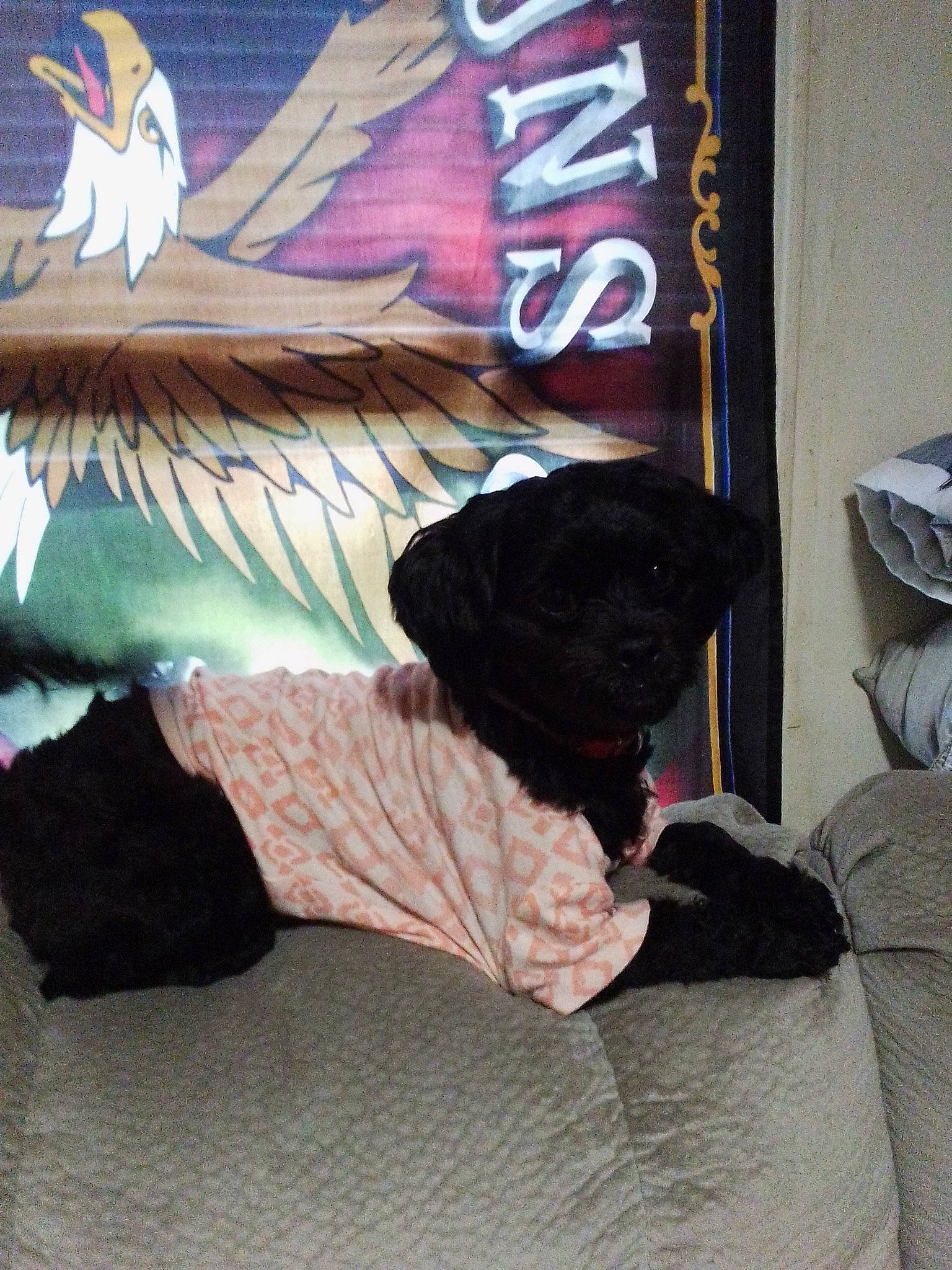 Dixieann joined the competition — help win amazing prizes! art, carmine, comfort, companion_dog, dog, dog_breed, feather, font, fur, graffiti, guard_dog, linens, magenta, pattern, room, tail, tints_and_shades, visual_arts, wing