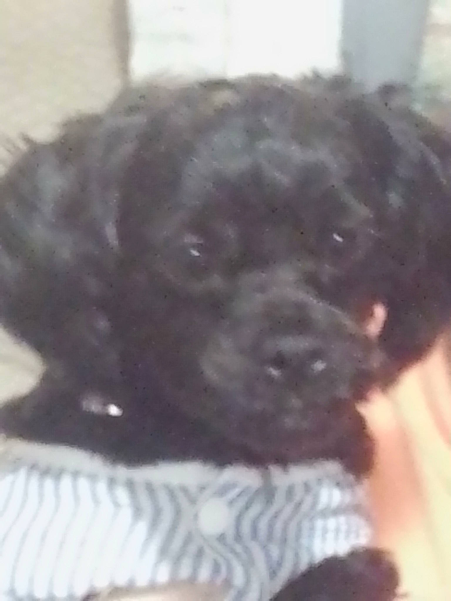 Dixieann is registered to the contest to win money with this photo: canidae, carnivore, companion_dog, dog, dog_breed, dog_supply, fur, labradoodle, liver, maltepoo, non_sporting_group, pet_supply, puppy, snout, sporting_group, terrestrial_animal, terrier, toy_dog, water_dog, working_animal