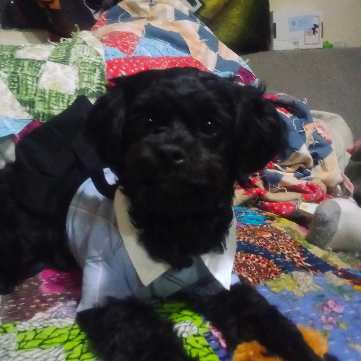 Dixieann Mcvey is registered to the contest to win money with this photo: affenpinscher, animal, baby, bed, blanket, canine, cockerspaniel, couch, cushion, dog, face, furniture, head, homedecor, person, pet, poodle, puppy, quilt, terrier