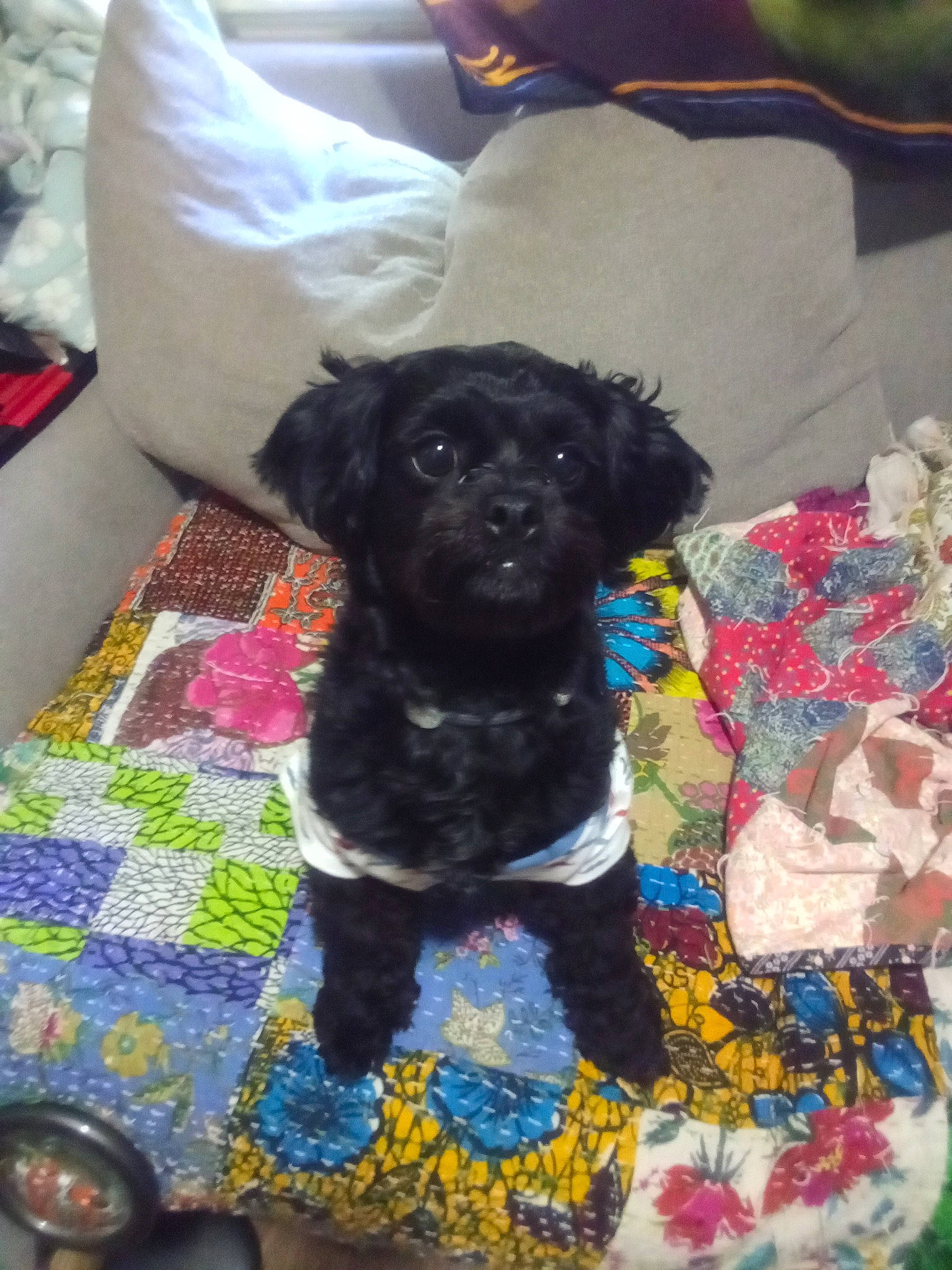 Dixieann joined the competition — help win amazing prizes! art, carnivore, comfort, companion_dog, couch, creative_arts, dog, dog_breed, dog_supply, fur, linens, non_sporting_group, pattern, pet_supply, pillow, terrestrial_animal, working_animal