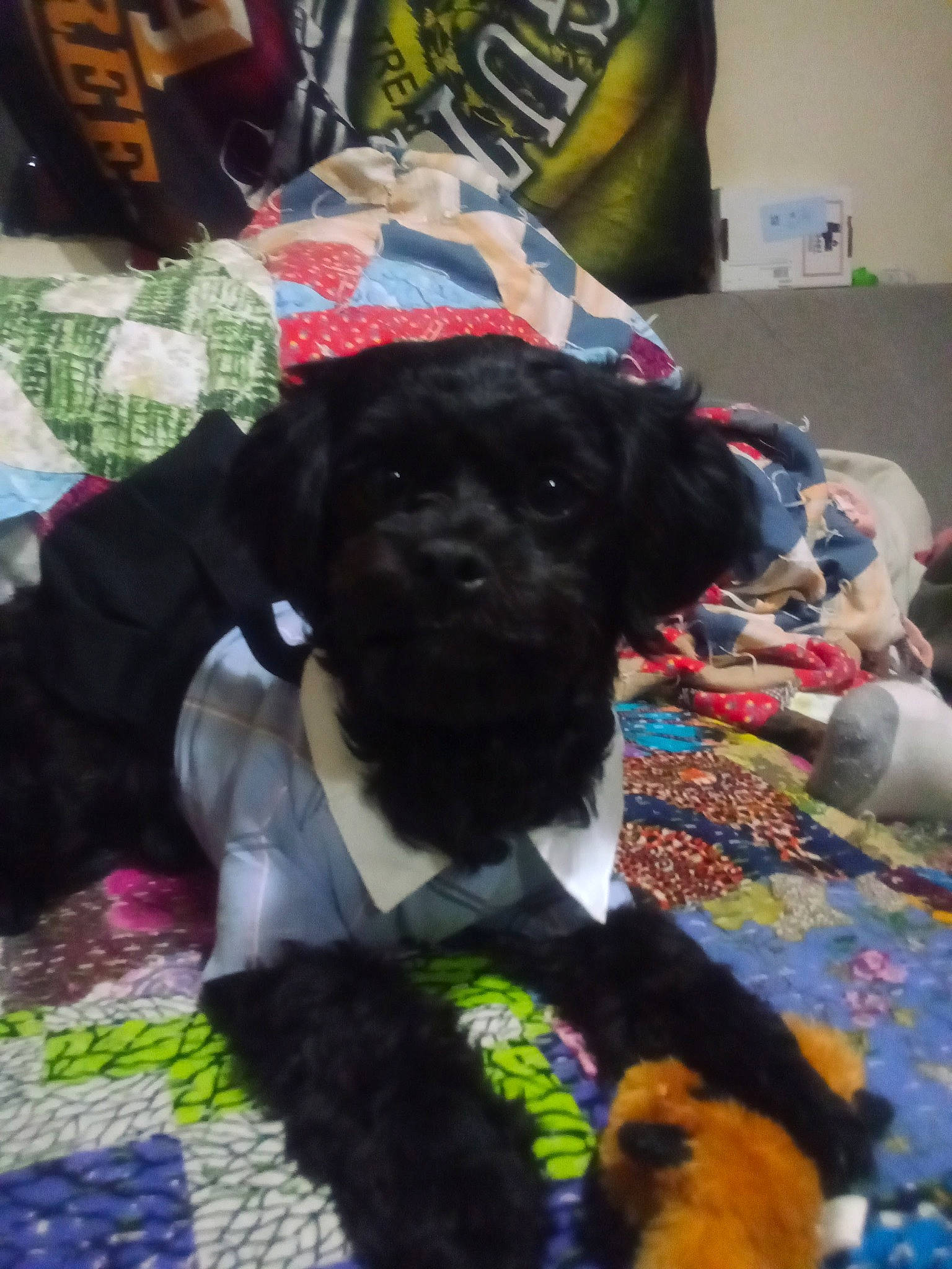 Dixieann is registered to the contest to win money with this photo: bow_tie, canidae, carnivore, collar, companion_dog, dog, dog_breed, dog_clothes, dog_collar, dog_supply, fur, hat, leash, non_sporting_group, pattern, pet_supply, snout, sporting_group, tail, working_animal