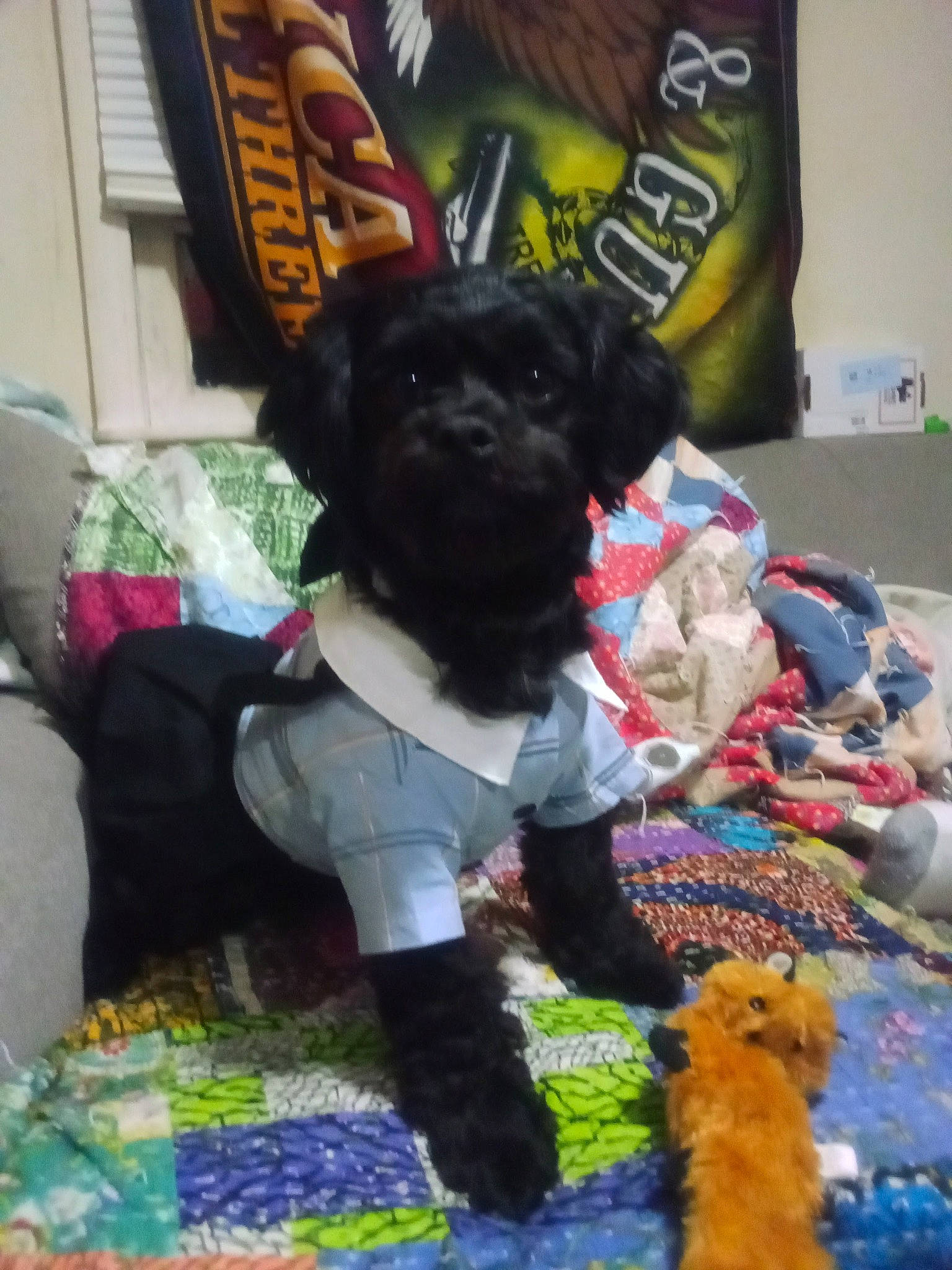 Dixieann joined the competition — help win amazing prizes! canidae, carnivore, collar, companion_dog, dog, dog_breed, dog_clothes, dog_supply, fur, pattern, pet_supply, plant, plush, snout, sporting_group, stuffed_toy, tail, toy, toy_dog, working_animal