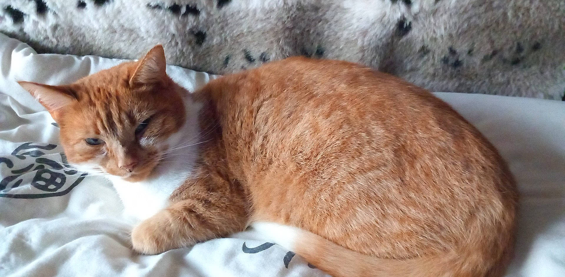 Pushkins joined the competition — help win amazing prizes! carnivore, cat, claw, comfort, domestic_short_haired_cat, felidae, fur, paw, sitting, small_to_medium_sized_cats, tail, terrestrial_animal, tree, whiskers, wildlife, window, wood