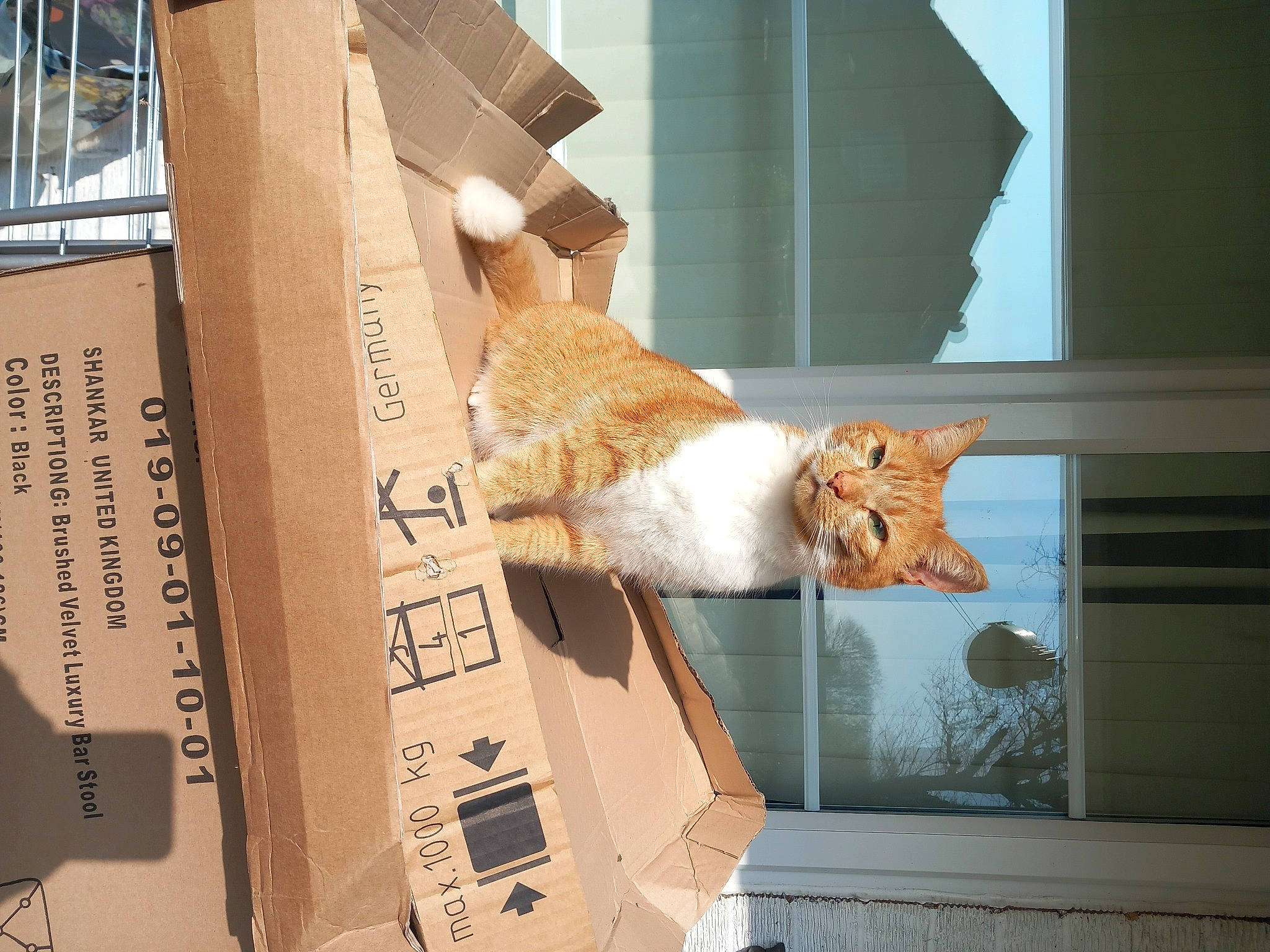 Pushkins joined the competition — help win amazing prizes! art, box, brown, cardboard, carnivore, carton, cat, display_case, domestic_short_haired_cat, fawn, felidae, fur, packing_materials, room, shipping_box, small_to_medium_sized_cats, tail, whiskers, window, wood