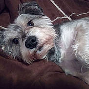 Princeton is registered to the contest to win money with this photo: dog, pet, animal, fur, cute, cozy, brown_blanket, relaxed, lying_down, close_up, face, ears, snout, whiskers, indoor, soft_texture, companion, canine, friendly, cute_pet
