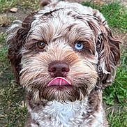 Mouse joined the competition — help win amazing prizes! animal, brown_fur, canine, close_up, cute, dog, eyes, fluffy, fur, grass, heterochromia, mammal, nature, nose, outdoor, pet, playful, portrait, tongue_out, white_fur