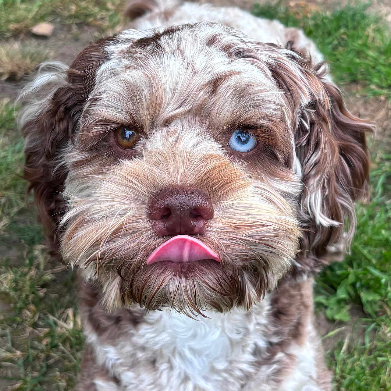 Mouse joined the competition — help win amazing prizes! animal, brown_fur, canine, close_up, cute, dog, eyes, fluffy, fur, grass, heterochromia, mammal, nature, nose, outdoor, pet, playful, portrait, tongue_out, white_fur