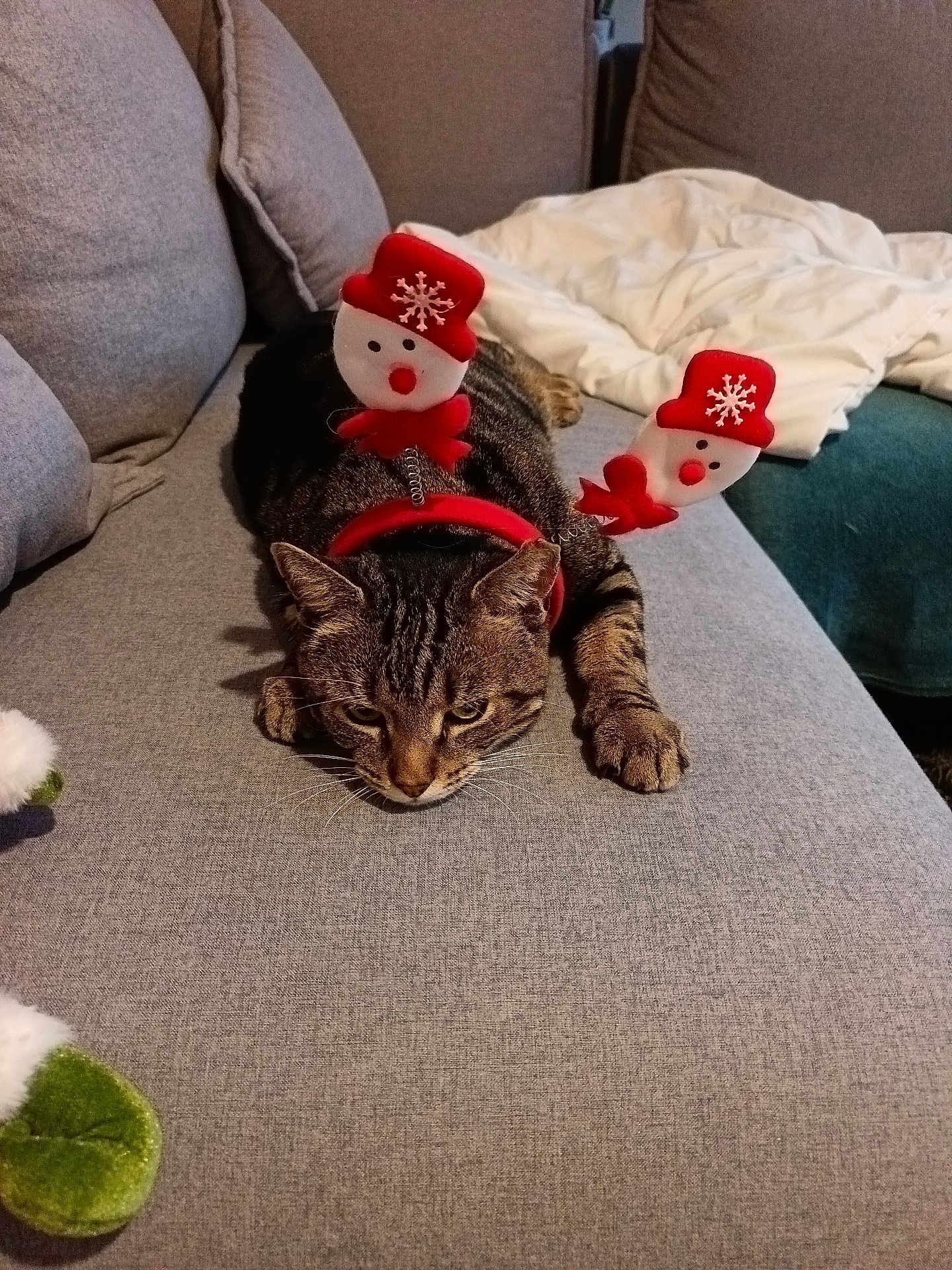Ouchka participe au concours pour gagner de l'argent avec cette photo : cat, tabby_cat, couch, gray_couch, headband, holiday_accessory, snowman, indoor, pet, animal, feline, whiskers, paws, resting, cozy, blanket, fur, ears, face, holiday