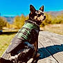 Luna is registered to the contest to win money with this photo: blue_sky, chihuahua, close_up, dog, ears, fur, green_jacket, leash, mountains, outdoor, park, pet, plaid_jacket, portrait, red_bowl, shadow, sitting, small_dog, sunlight, wooden_table