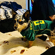 Luna joined the competition — help win amazing prizes! beard, bed, bedding, blanket, chihuahua, cozy, cute, dog, ears, fur, green_jersey, indoor, jersey, patterned_blanket, person_upper_body, pet, portrait, small_dog, standing, tattoo