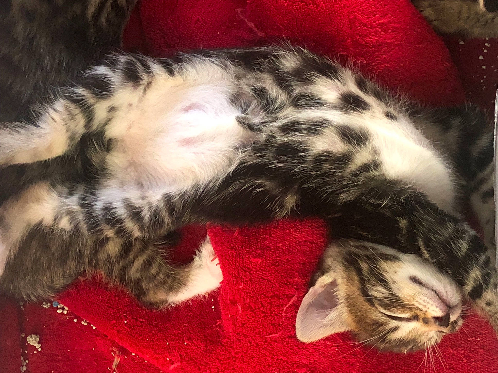 Fresno is registered to the contest to win money with this photo: carnivore, cat, claw, comfort, domestic_short_haired_cat, felidae, foot, fur, mammal, nap, paw, sleep, small_to_medium_sized_cats, tail, terrestrial_animal, vertebrate, whiskers