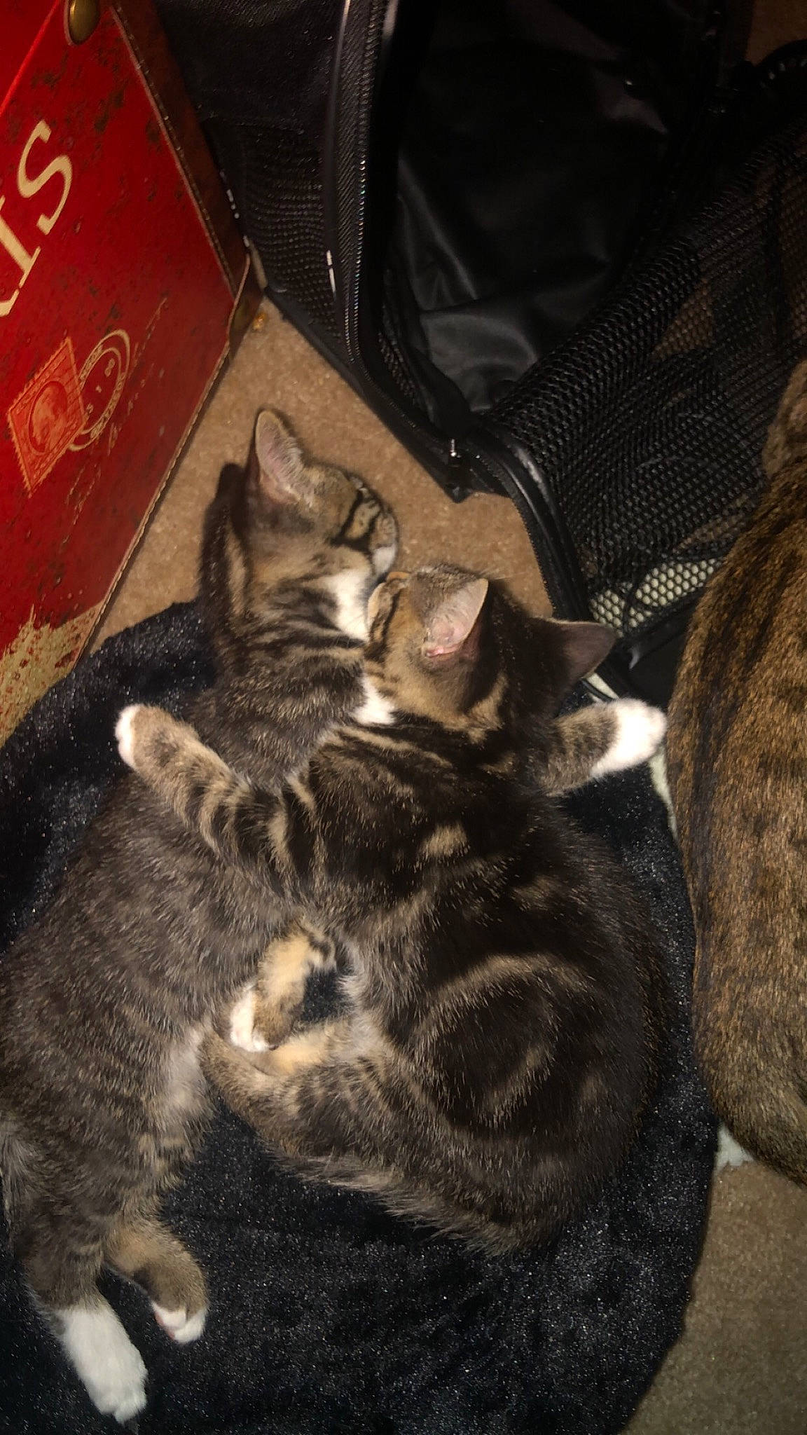 Fresno is registered to the contest to win money with this photo: black_cat, brown, canidae, carnivore, cat, claw, comfort, darkness, dog_breed, domestic_short_haired_cat, ear, felidae, fur, grey, nap, paw, small_to_medium_sized_cats, snout, tail, whiskers