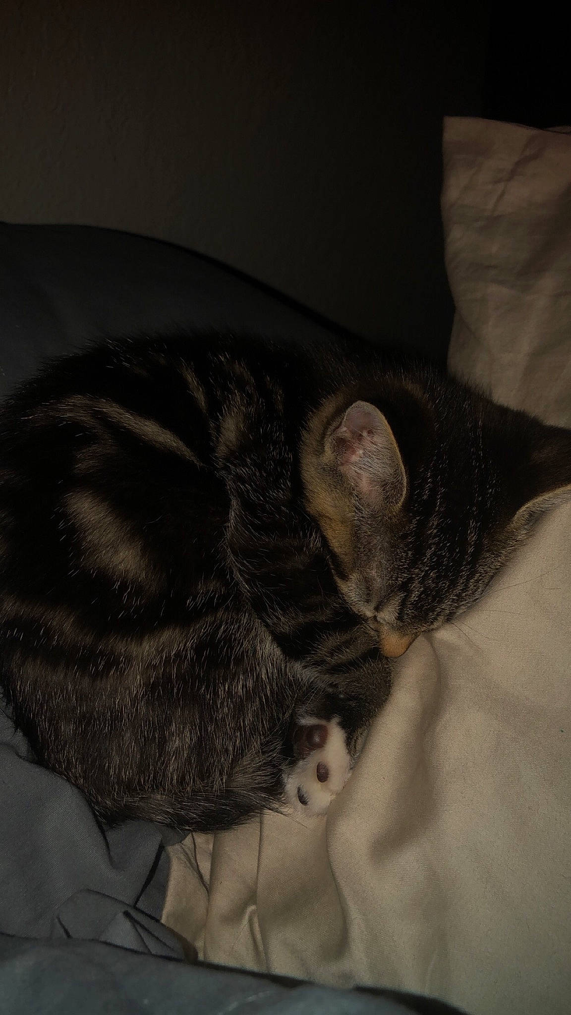 Fresno is registered to the contest to win money with this photo: black_cat, canidae, carnivore, cat, claw, comfort, darkness, dog_breed, domestic_short_haired_cat, ear, felidae, fur, grey, nap, paw, small_to_medium_sized_cats, snout, tail, whiskers, wildlife