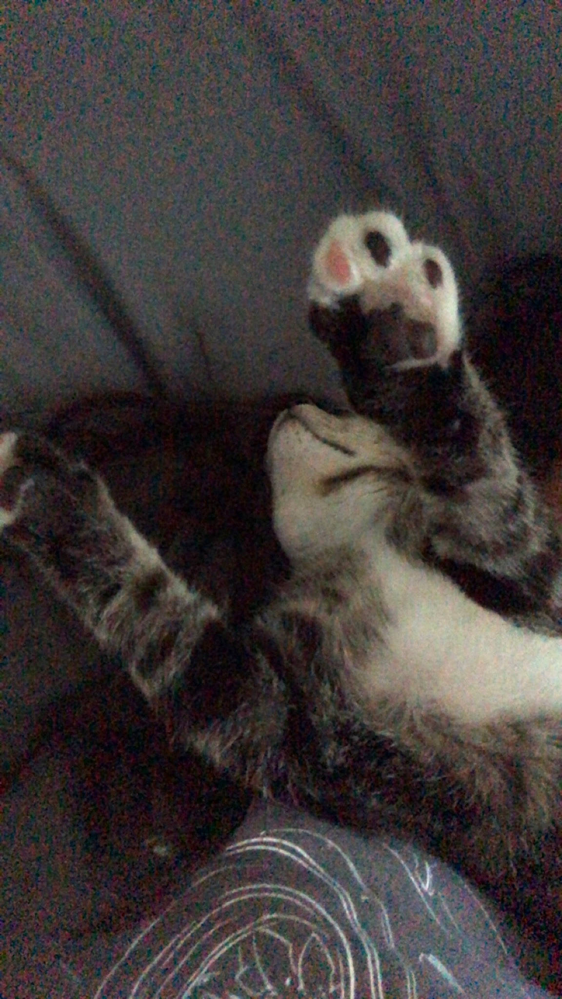 Fresno is registered to the contest to win money with this photo: art, bone, carnivore, cat, comfort, companion_dog, dog_breed, domestic_short_haired_cat, felidae, fur, grey, lemur, painting, paw, seabird, small_to_medium_sized_cats, tail, terrestrial_animal, visual_arts, whiskers