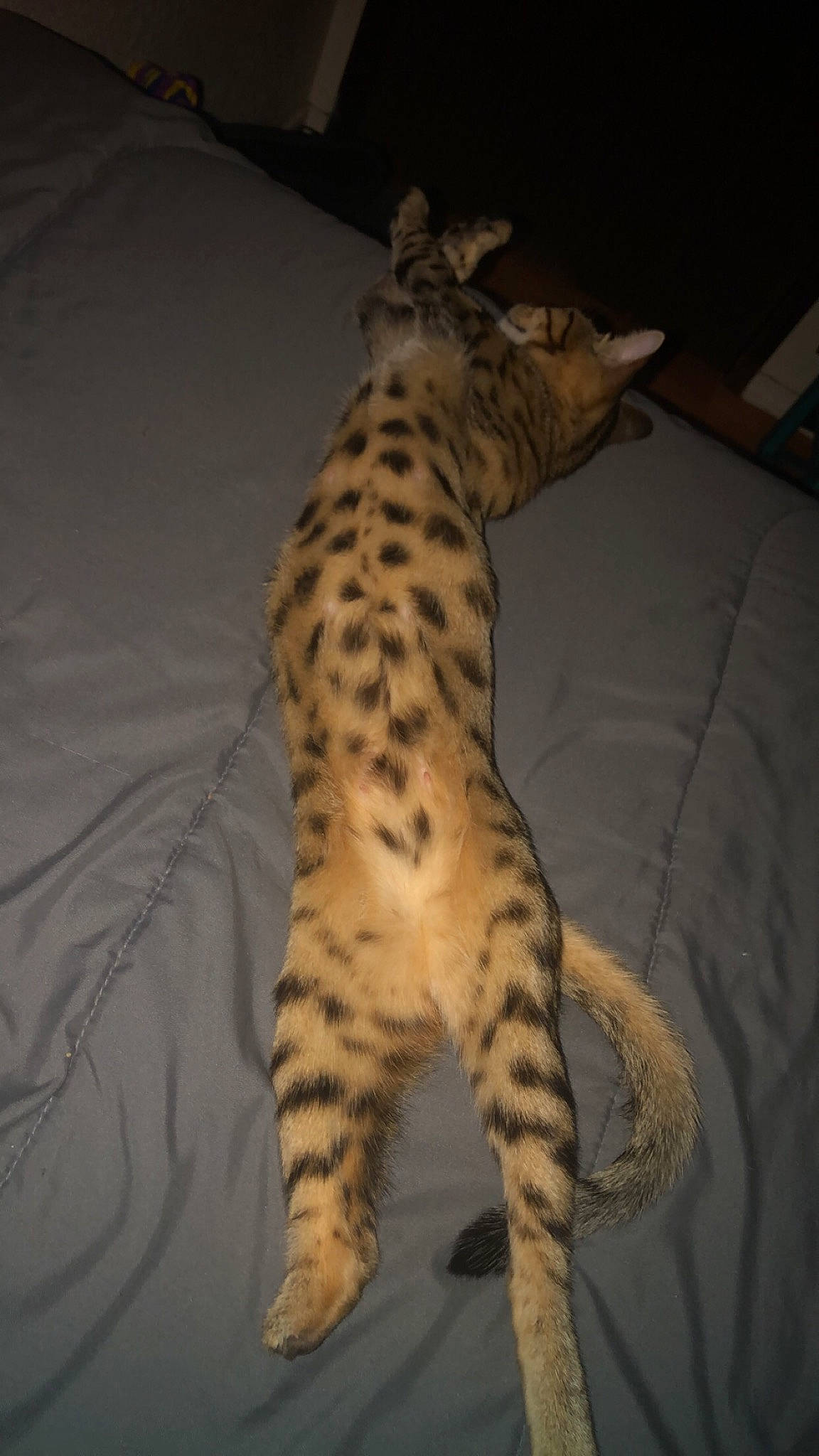 Margot is registered to the contest to win money with this photo: african_leopard, big_cats, carnivore, cheetah, claw, comfort, fawn, felidae, fur, giraffidae, jaguar, leopard, paw, room, small_to_medium_sized_cats, snout, tail, terrestrial_animal, whiskers, wildlife