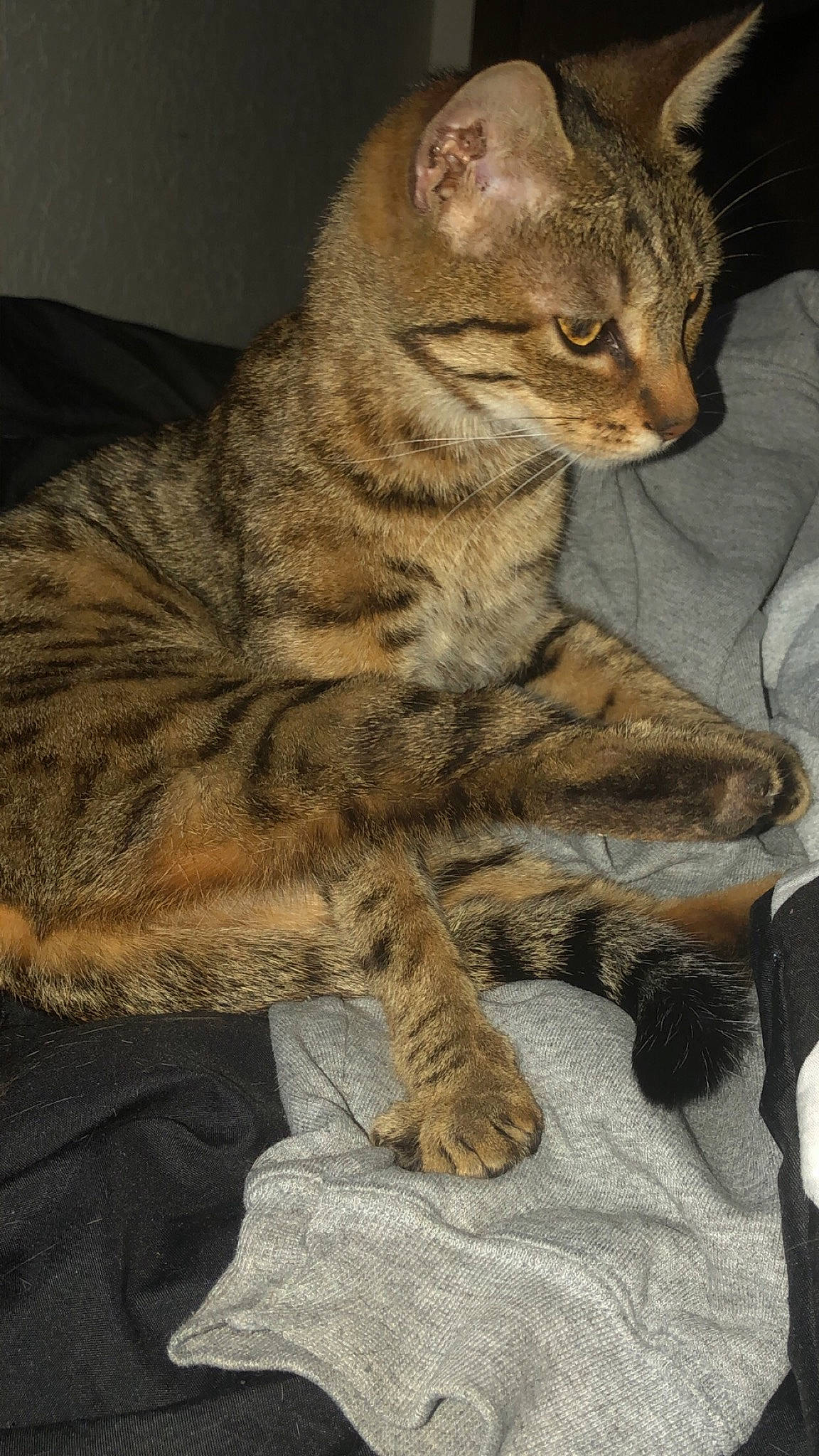 Margot is registered to the contest to win money with this photo: carnivore, cat, claw, comfort, domestic_short_haired_cat, felidae, foot, fur, paw, sitting, small_to_medium_sized_cats, snout, tail, terrestrial_animal, whiskers, wildlife