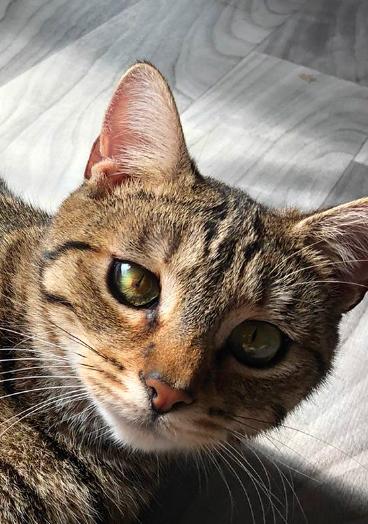 Margot is registered to the contest to win money with this photo: carnivore, cat, close_up, domestic_short_haired_cat, ear, felidae, fur, grass, small_to_medium_sized_cats, snout, terrestrial_animal, tree, whiskers, wildlife, window