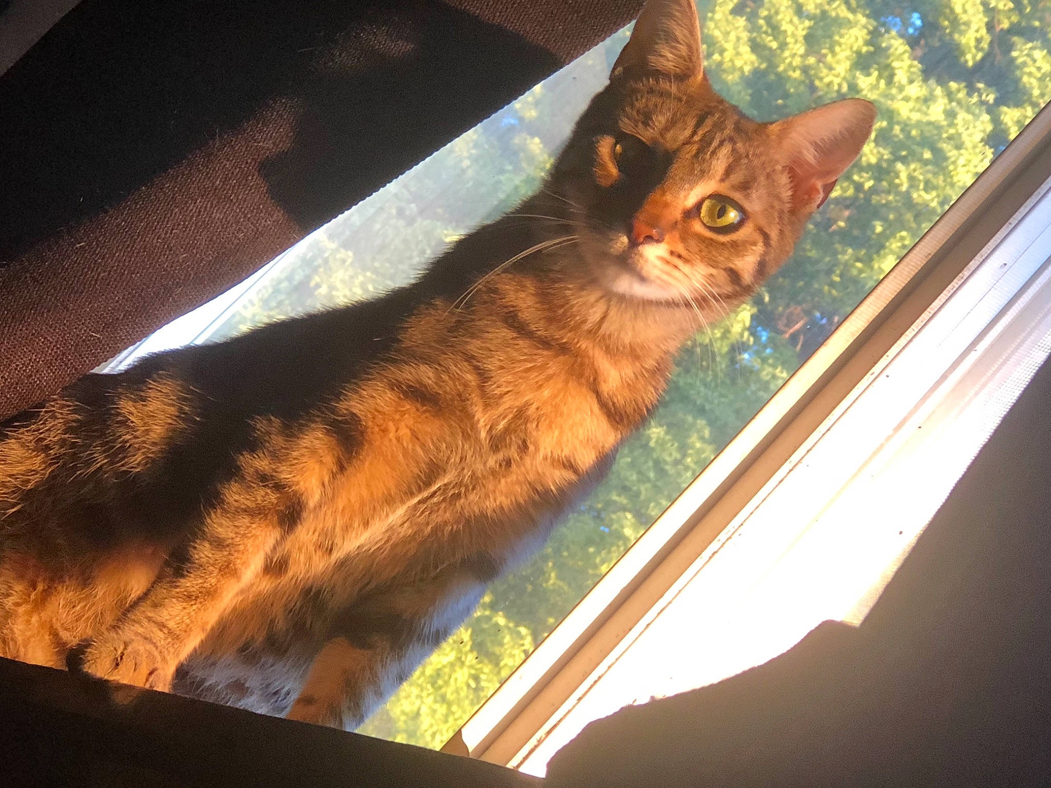 Margot is registered to the contest to win money with this photo: carnivore, cat, domestic_short_haired_cat, fawn, felidae, fur, metal, plant, small_to_medium_sized_cats, snout, tail, terrestrial_animal, tints_and_shades, tree, vehicle_door, whiskers, wildlife, window, windshield, wood