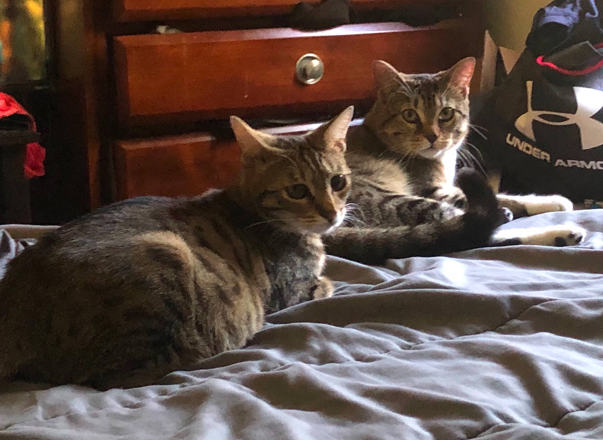 Margot joined the competition — help win amazing prizes! bed, bed_sheet, bedding, cabinetry, carnivore, cat, comfort, domestic_short_haired_cat, drawer, felidae, fur, grey, linens, room, small_to_medium_sized_cats, tail, textile, whiskers, window, wood