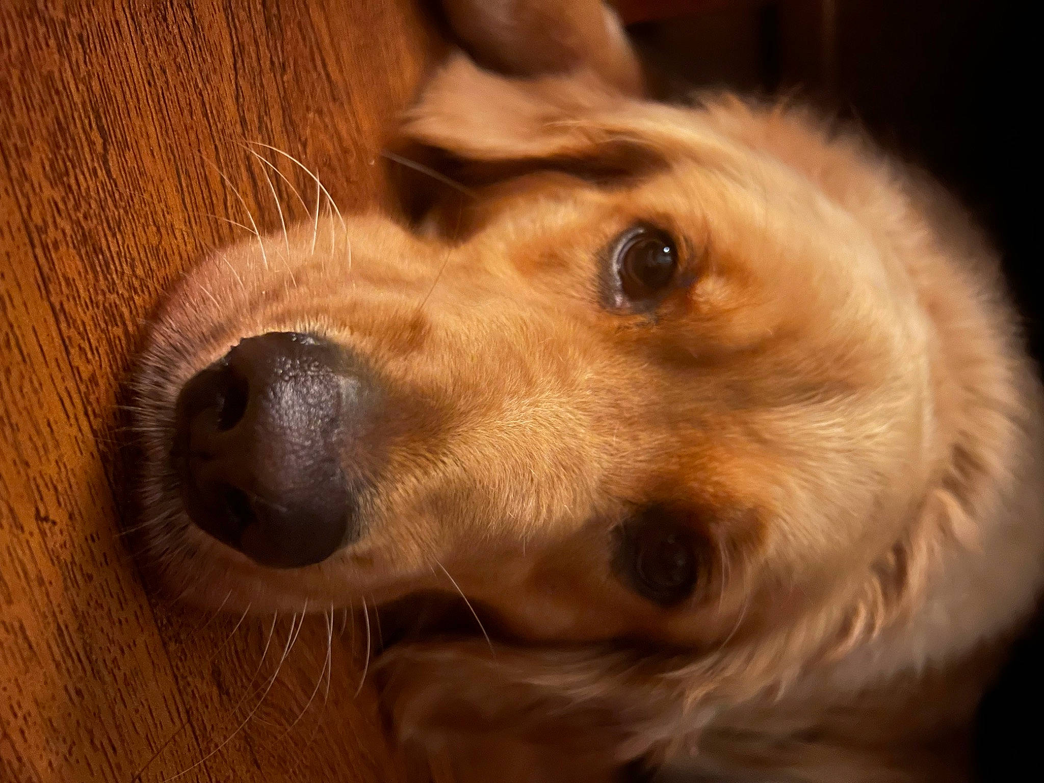 Athena is registered to the contest to win money with this photo: canidae, carnivore, companion_dog, dog, dog_breed, ear, fawn, fur, gun_dog, hardwood, liver, pet_supply, plant, retriever, snout, sporting_group, terrestrial_animal, whiskers, wood